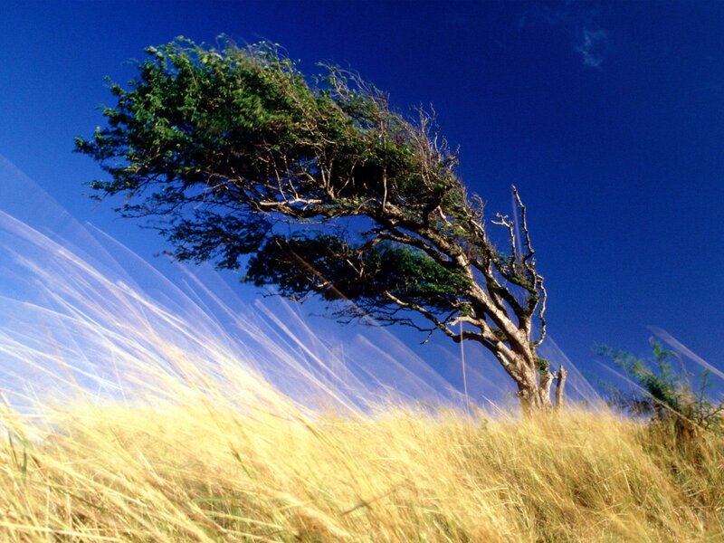 solitary tree in golden grass
