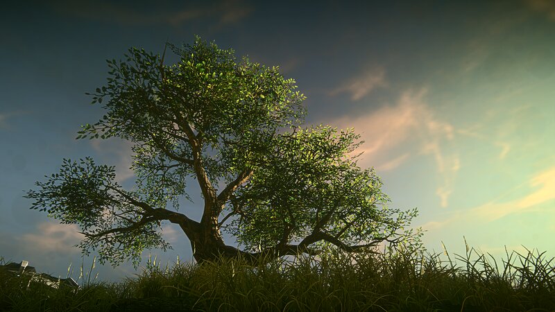Solitary Tree in Grass — Green
