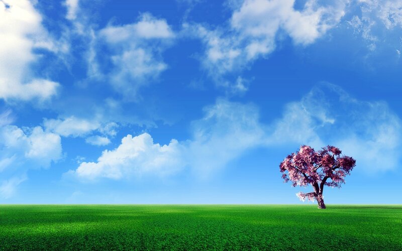 solitary tree in green field