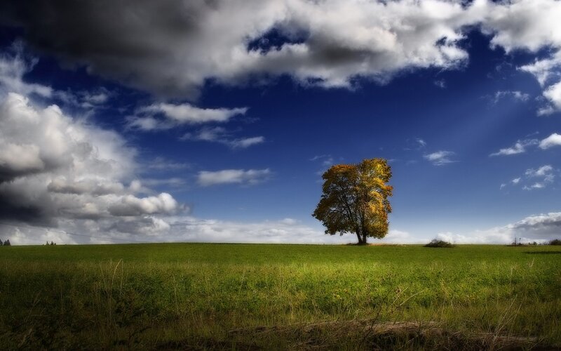Solitary tree in green field