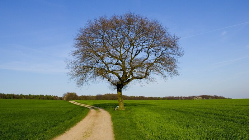 solitary tree in green field