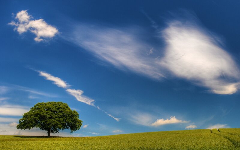 Solitary tree in green field