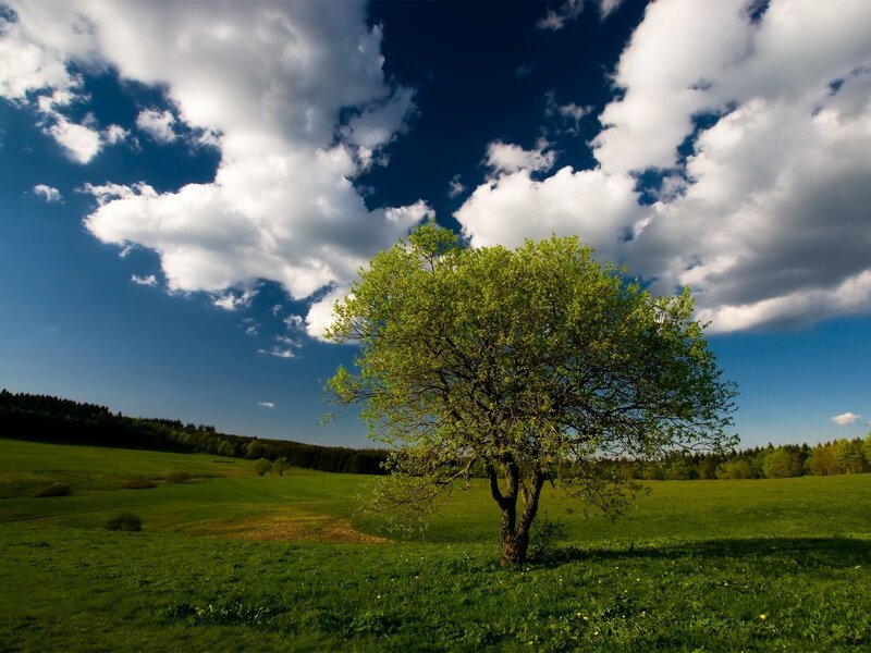 Solitary tree in green field