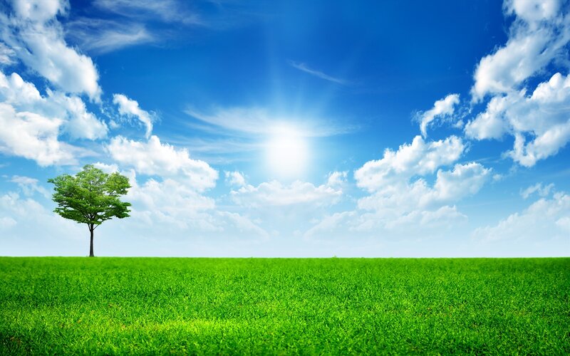 Solitary tree in green field