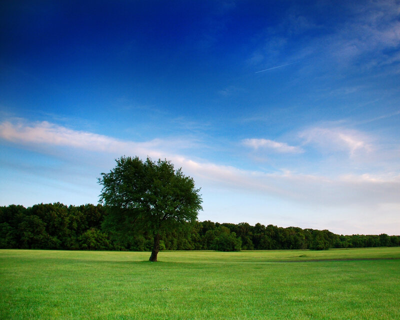 solitary tree in green field