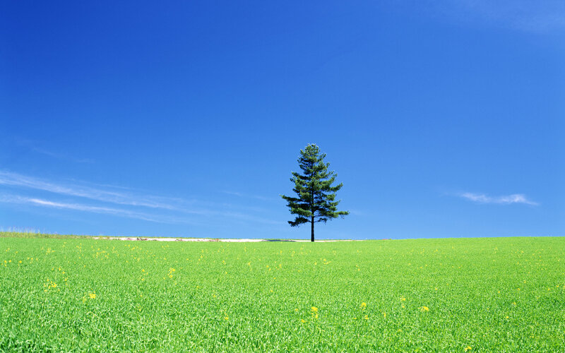 Solitary tree in green field