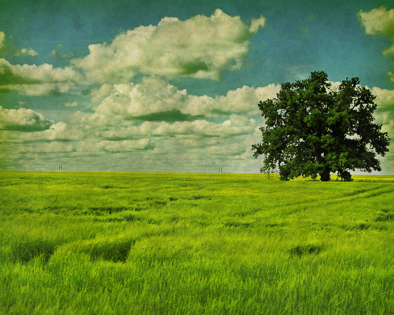 Solitary tree in green field