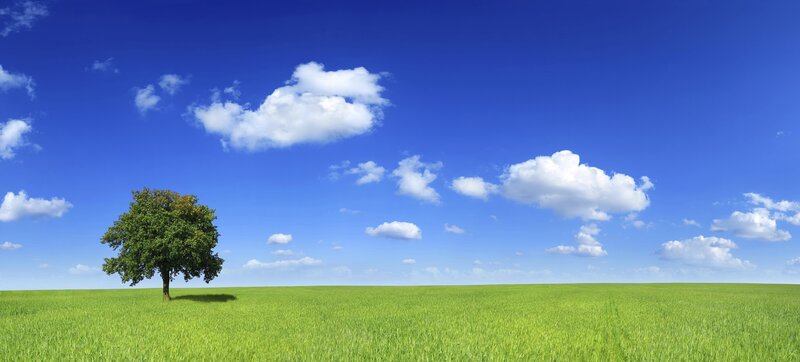 Solitary tree in green field