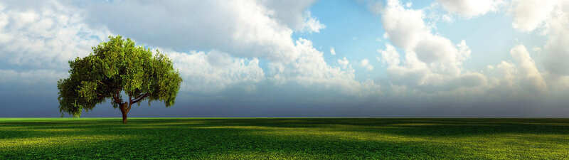 solitary tree in green field