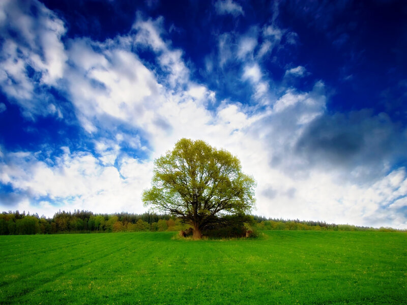 Solitary tree in green field