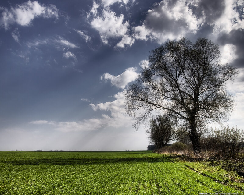 Solitary tree in green field