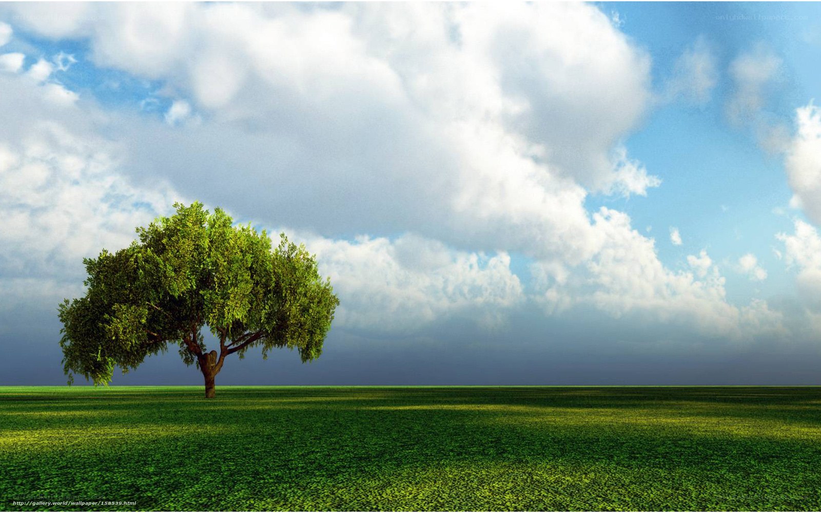 Solitary tree in green field