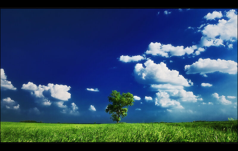 solitary tree in green field