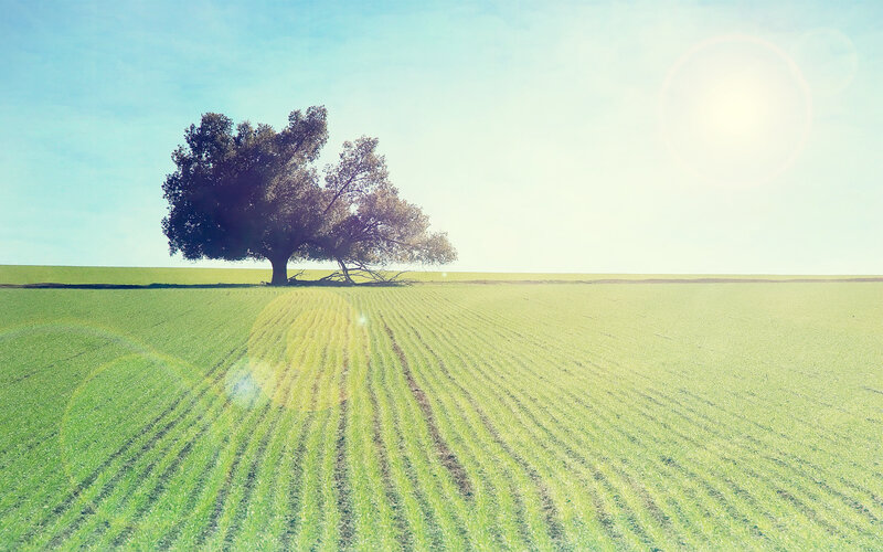 Solitary tree in green field