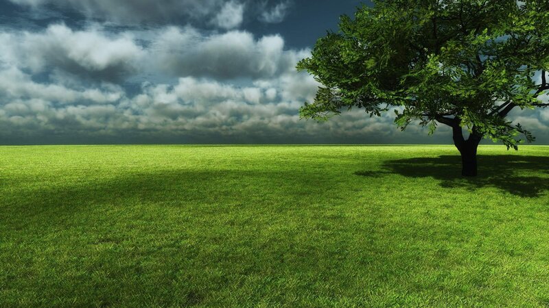 Solitary tree in green field