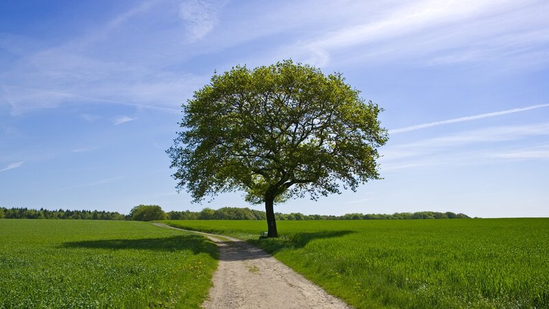 solitary tree in green field
