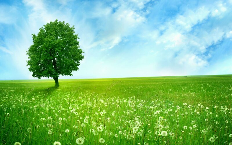 solitary tree in green field