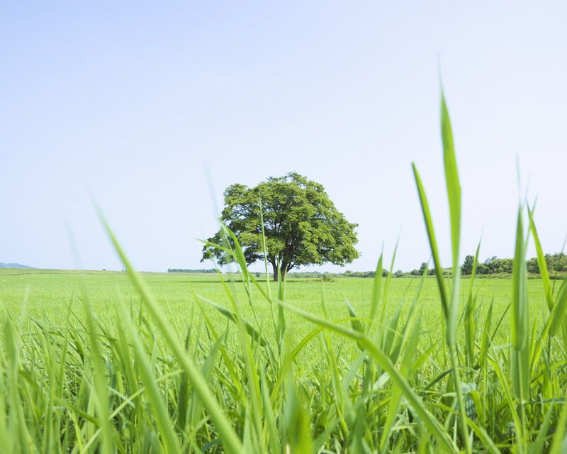 solitary tree in green field