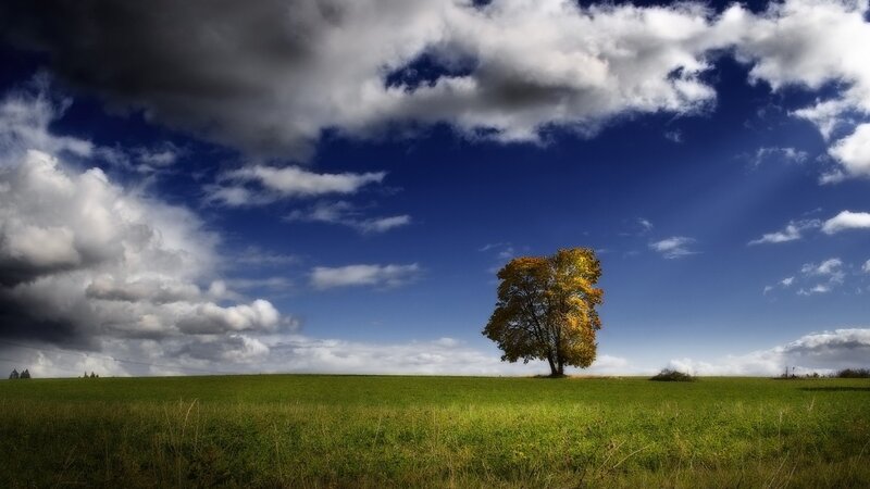 solitary tree in green field