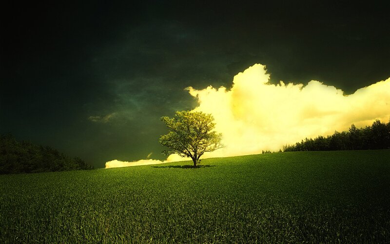 Solitary tree in green field