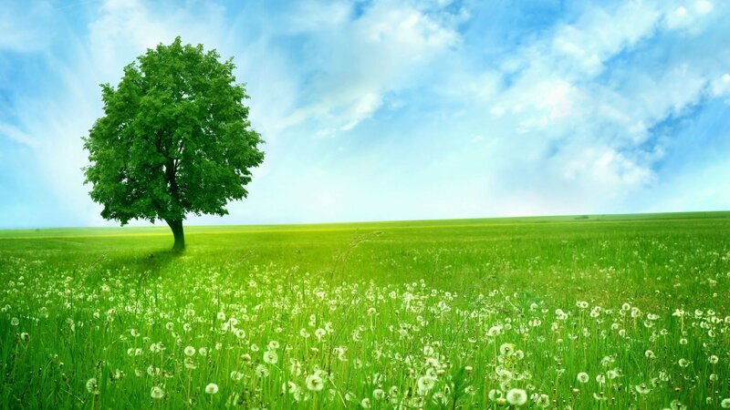 solitary tree in green field