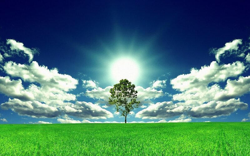 solitary tree in green field