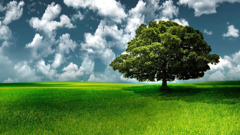 solitary tree in green field