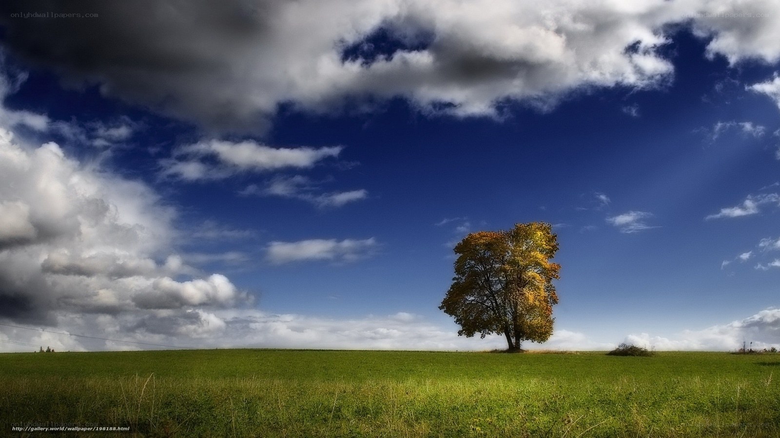 solitary tree in green field