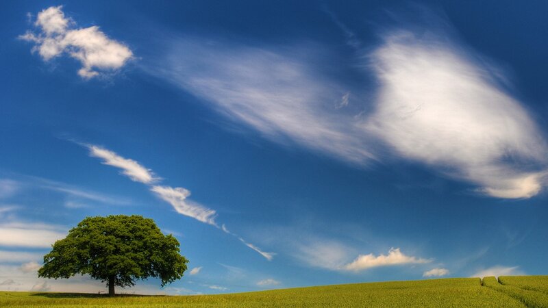 solitary tree in green field