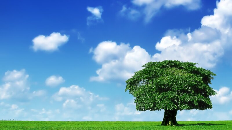 solitary tree in green field