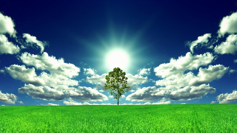 solitary tree in green field
