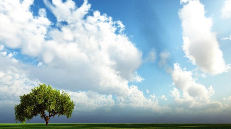 solitary tree in green field