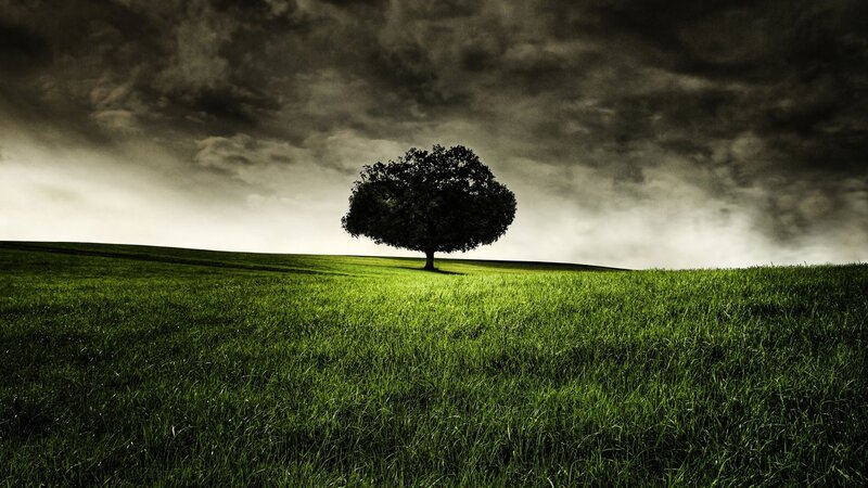 Solitary tree in green field