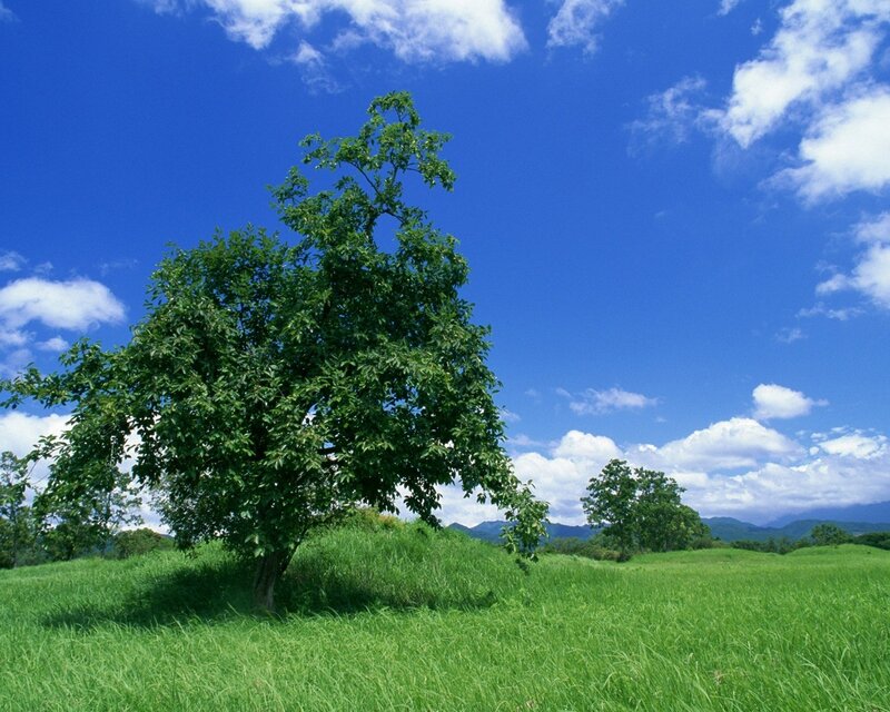 Solitary tree in green field