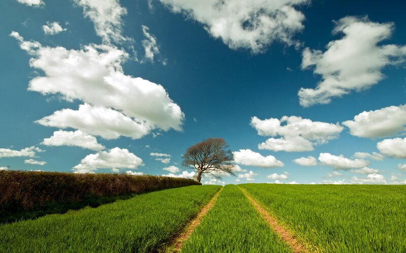 Solitary tree in green field