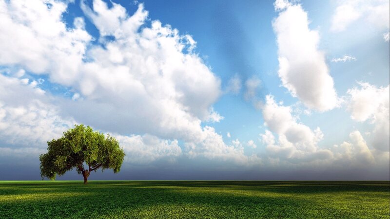 solitary tree in green field