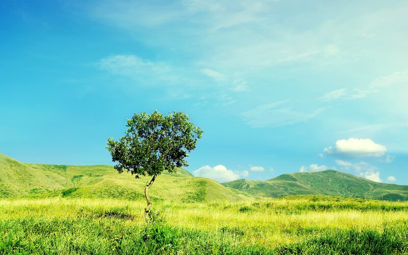 Solitary tree in green field