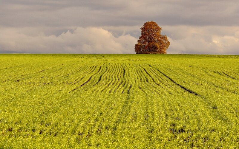 solitary tree in green field