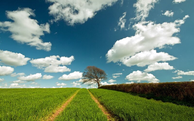 Solitary tree in green field