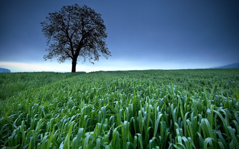 solitary tree in green field