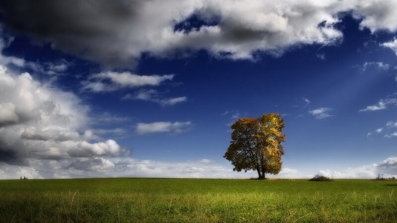 solitary tree in green field