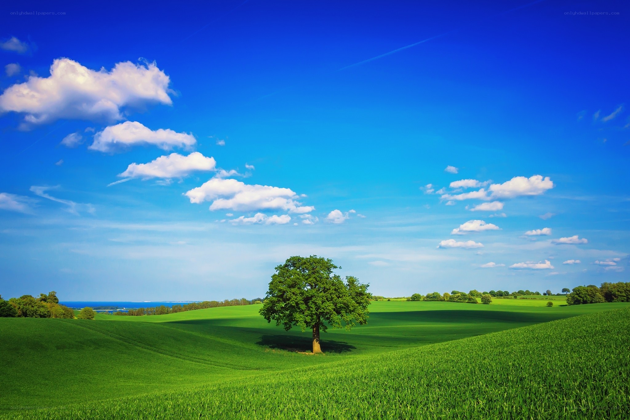 Solitary tree in green field