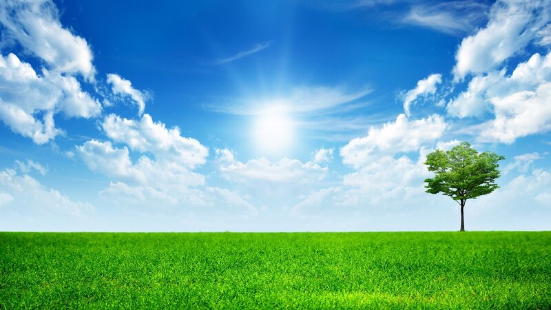Solitary tree in green field