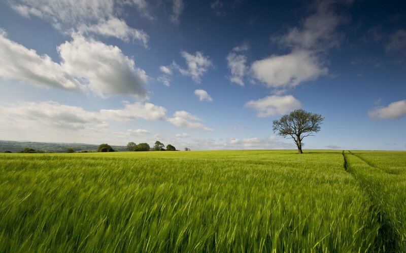 Solitary tree in green field