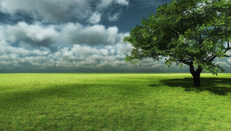 Solitary tree in green field