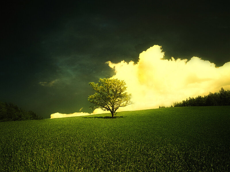 solitary tree in green field