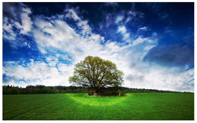 solitary tree in green field