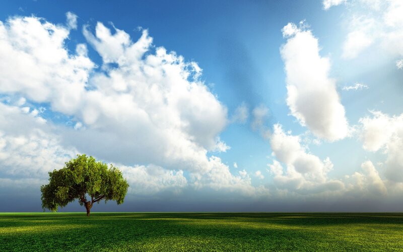 Solitary tree in green field