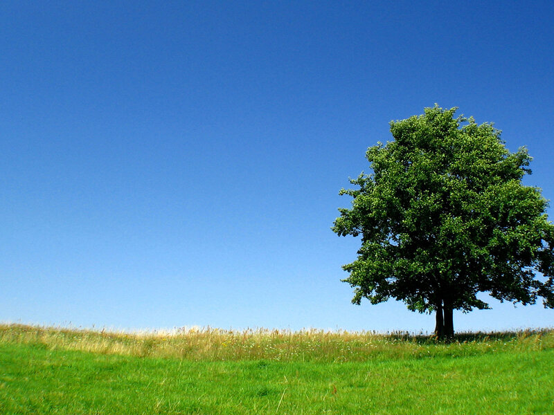 solitary tree in green field