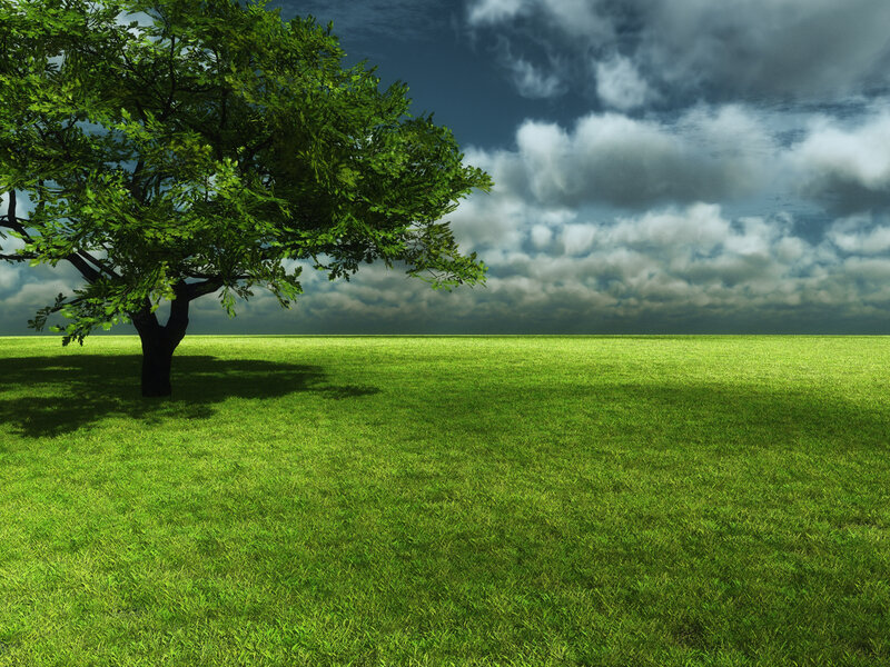 Solitary tree in green field
